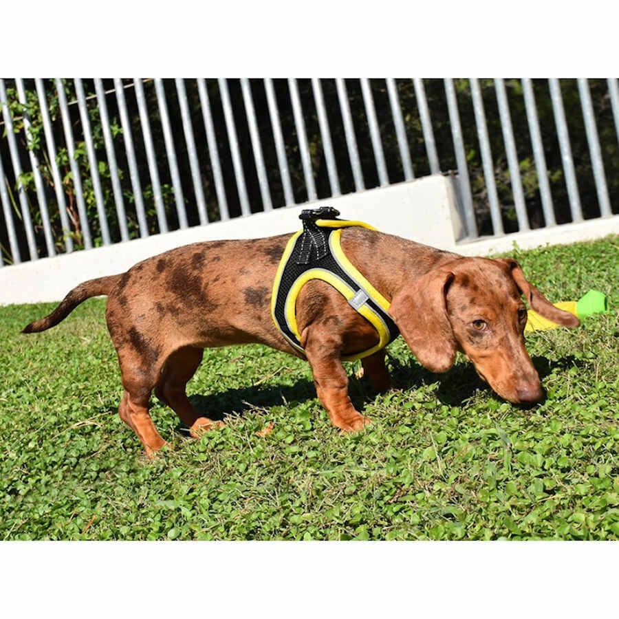 Nayeco X-TRM Neo Negro arn&eacute;s para perros, , large indicador imagen numero 2